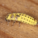 Macro chalet aout 09 - 005